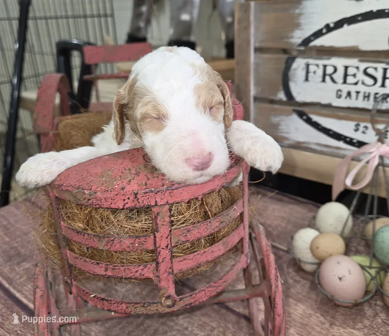Murtagh  – Poodle - Multi-Colored Standard puppy for sale in Liberty Center, OH