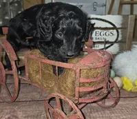 Sage , a male Goldendoodle for sale in Liberty Center, OH – 4 of 6