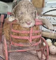 Eragon , a male Poodle - Multi-Colored Standard for sale in Liberty Center, OH – 4 of 6