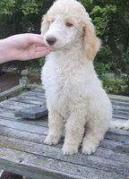 Roran , a male Poodle - Standard  for sale in Liberty Center, OH – 2 of 8