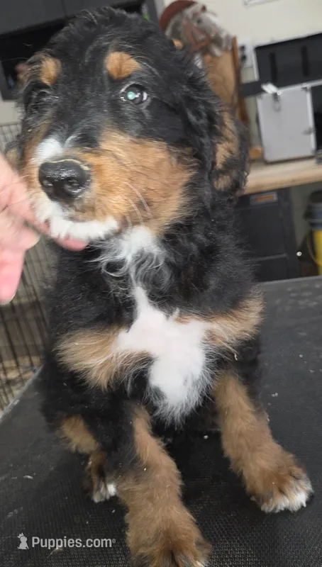 Windy  – Aussiedoodle puppy for sale in Liberty Center, OH