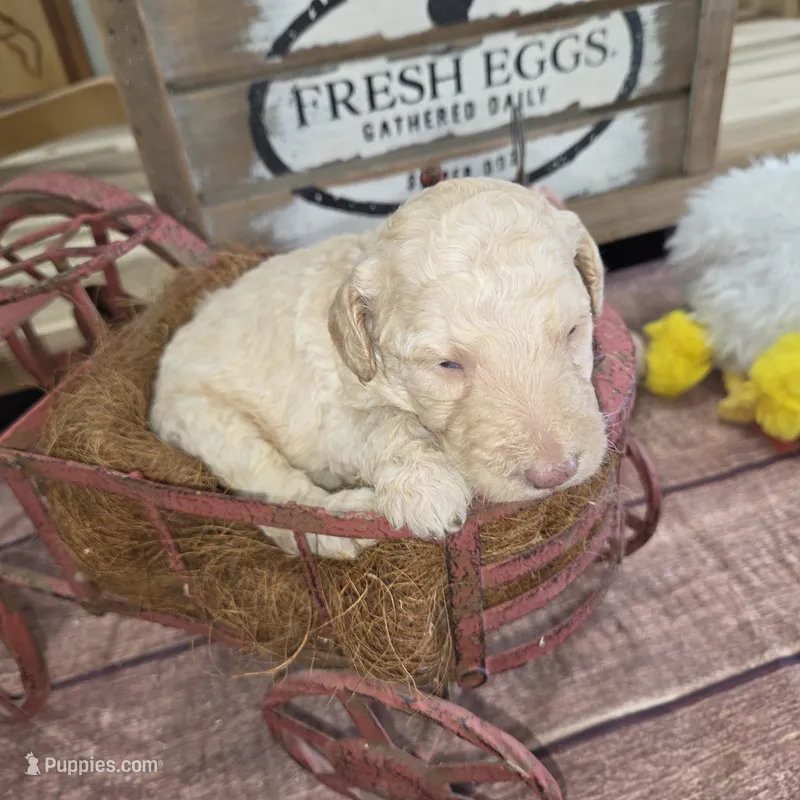 Roran  – Poodle - Multi-Colored Standard puppy for sale in Liberty Center, OH