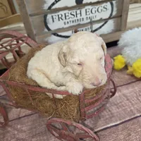 Roran , a male Poodle - Multi-Colored Standard for sale in Liberty Center, OH – 1 of 5