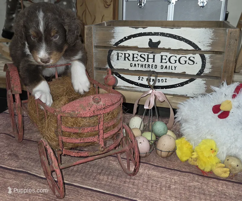 Twister  – Aussiedoodle puppy for sale in Liberty Center, OH