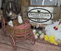 Twister , a male Aussiedoodle for sale in Liberty Center, OH – 1 of 6
