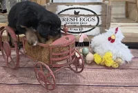 Windy , a male Aussiedoodle for sale in Liberty Center, OH – 5 of 6