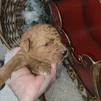 Red Velvet, a male Goldendoodle for sale in Liberty Center, OH – Photo 2 of 5