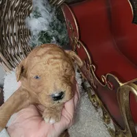 Red Velvet, a male Goldendoodle for sale in Liberty Center, OH – Photo 1 of 5