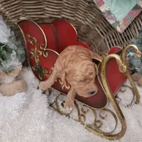 Red Velvet, a male Goldendoodle for sale in Liberty Center, OH – Photo 5 of 5