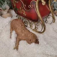 Red Velvet, a male Goldendoodle for sale in Liberty Center, OH – Photo 4 of 5