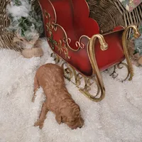 Red Velvet, a male Goldendoodle for sale in Liberty Center, OH – Photo 3 of 5