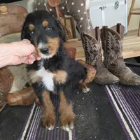 Windy , a male Aussiedoodle for sale in Liberty Center, OH – 4 of 9