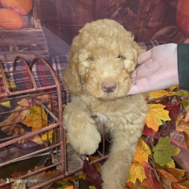Butterfingers  – Goldendoodle puppy for sale in Liberty Center, OH