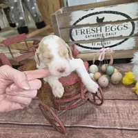 Orik, a male Poodle - Multi-Colored Standard for sale in Liberty Center, OH – 5 of 5