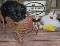 Sage , a male Goldendoodle for sale in Liberty Center, OH – 6 of 6