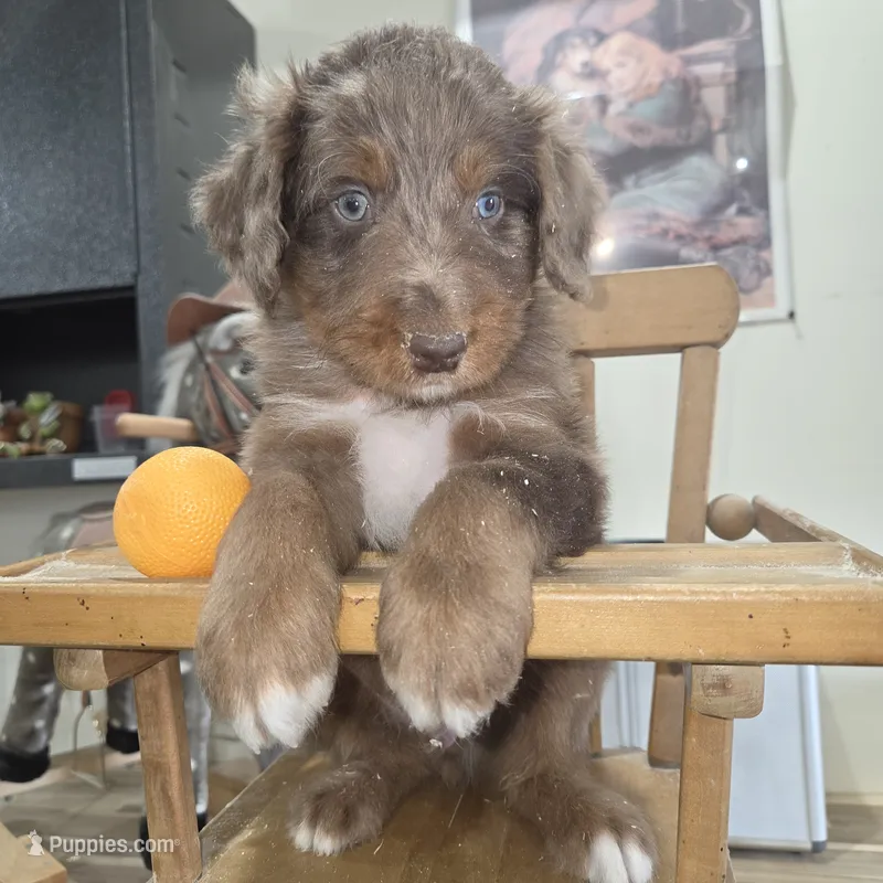 Stormy  – Aussiedoodle puppy for sale in Liberty Center, OH
