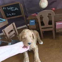 Peaches , a female Goldendoodle for sale in Liberty Center, OH – 2 of 9