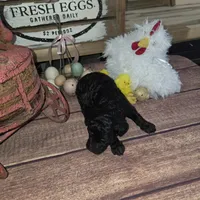 Nasuada , a female Poodle - Multi-Colored Standard for sale in Liberty Center, OH – 6 of 6