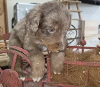 Stormy , a male Aussiedoodle for sale in Liberty Center, OH – 2 of 7