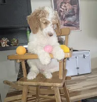 Orik, a male Poodle - Multi-Colored Standard for sale in Liberty Center, OH – 3 of 6