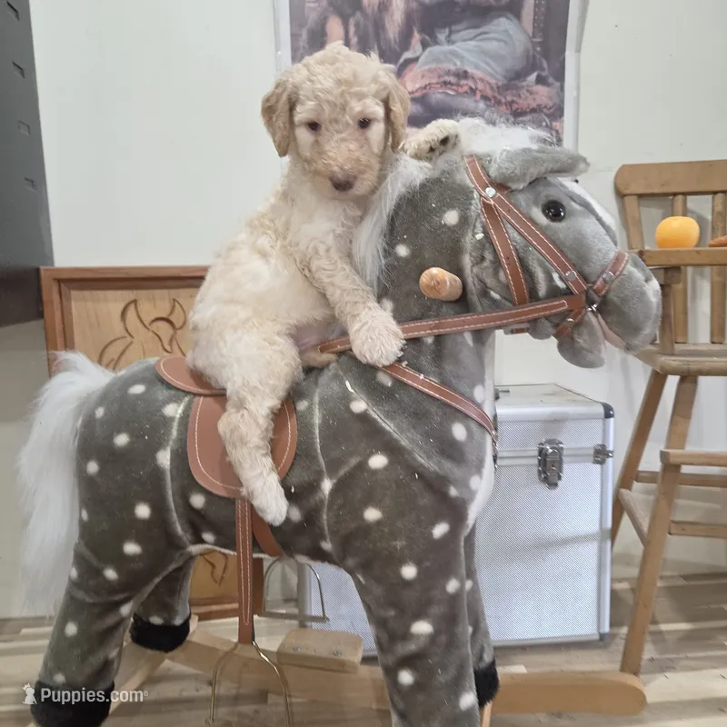 Roran  – Poodle - Multi-Colored Standard puppy for sale in Liberty Center, OH
