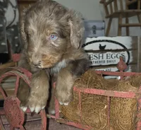 Stormy , a male Aussiedoodle for sale in Liberty Center, OH – 1 of 7
