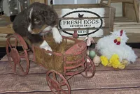 Twister , a male Aussiedoodle for sale in Liberty Center, OH – 3 of 6