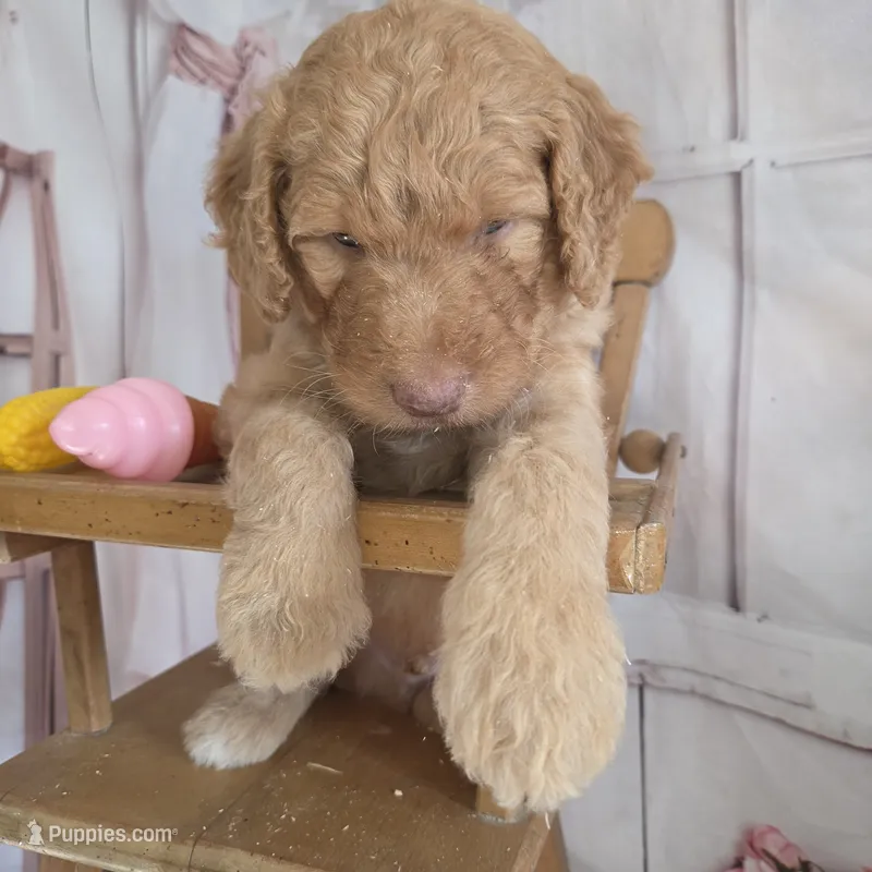 Butterfingers  – Goldendoodle puppy for sale in Liberty Center, OH