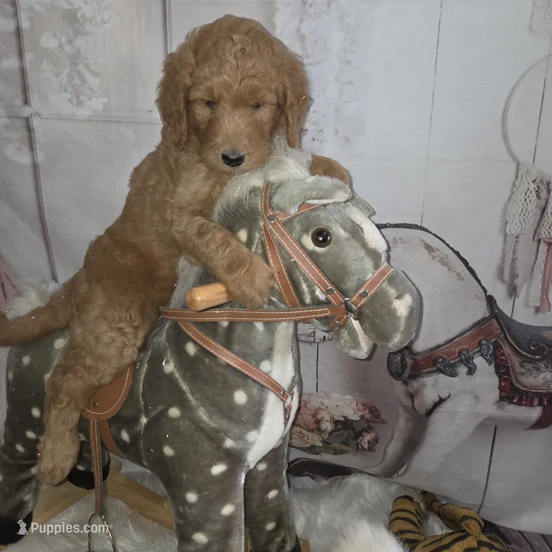 Peaches  – Goldendoodle puppy for sale in Liberty Center, OH
