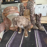 Stormy , a male Aussiedoodle for sale in Liberty Center, OH – 4 of 5