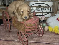 Daisy , a female Goldendoodle for sale in Liberty Center, OH – 2 of 4