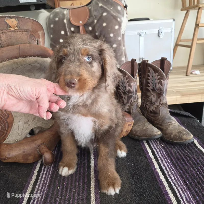Stormy  – Aussiedoodle puppy for sale in Liberty Center, OH