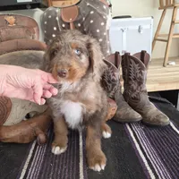 Stormy , a male Aussiedoodle for sale in Liberty Center, OH – 1 of 5