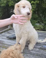 Roran , a male Poodle - Standard  for sale in Liberty Center, OH – 5 of 8