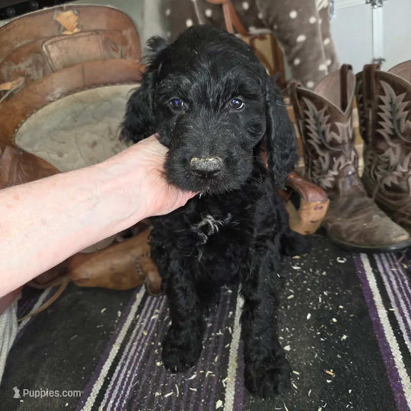 Chive – Goldendoodle puppy for sale in Liberty Center, OH