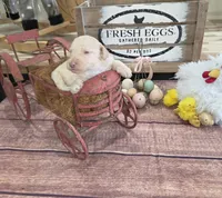 Roran , a male Poodle - Multi-Colored Standard for sale in Liberty Center, OH – 3 of 5
