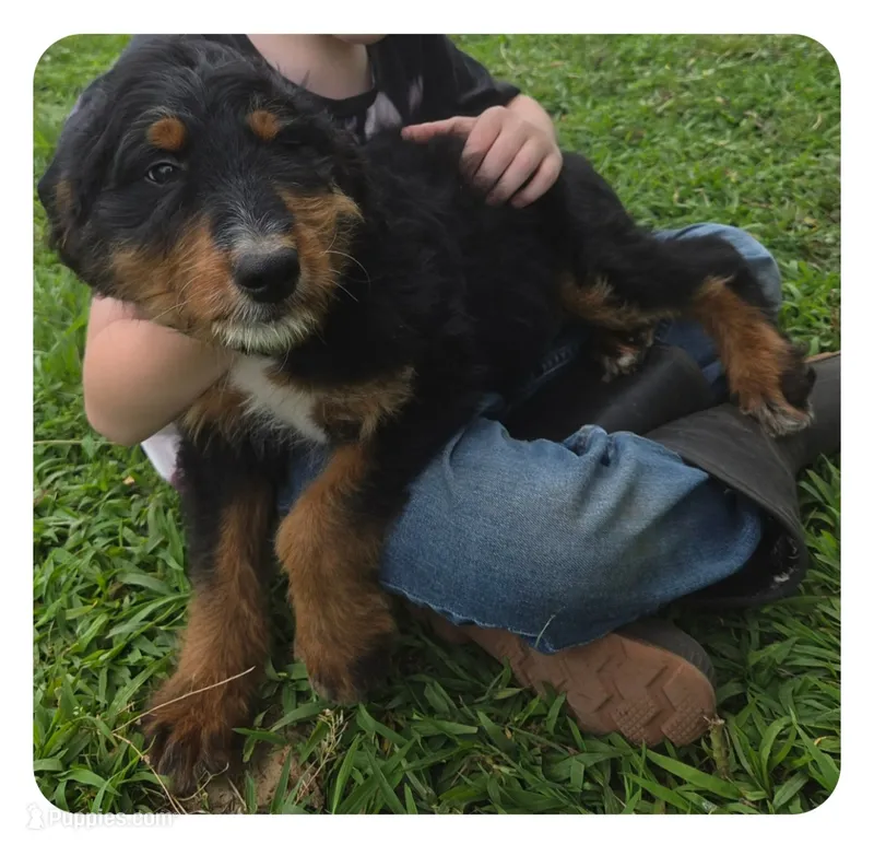 Windy  – Aussiedoodle puppy for sale in Liberty Center, OH