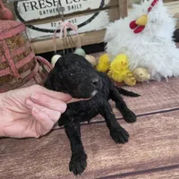 Nasuada , a female Poodle - Multi-Colored Standard for sale in Liberty Center, OH – 1 of 6