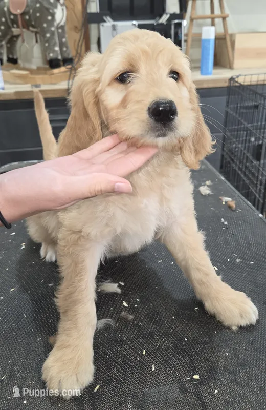 Sunflower  – Goldendoodle puppy for sale in Liberty Center, OH