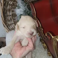Butter Pecan, a male Goldendoodle for sale in Liberty Center, OH – Photo 1 of 3