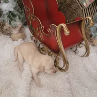 Butter Pecan, a male Goldendoodle for sale in Liberty Center, OH – Photo 3 of 3