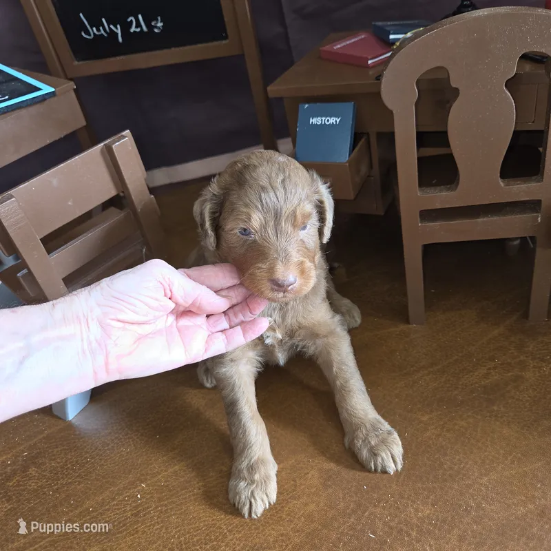 Brownie  – Goldendoodle puppy for sale in Liberty Center, OH