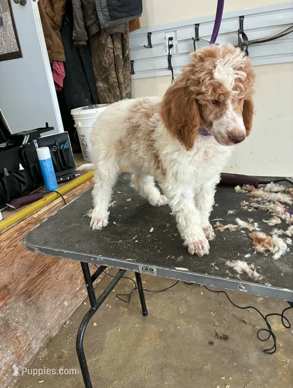 Odin  – Poodle - Multi-Colored Standard puppy for sale in Liberty Center, OH