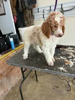 Odin , a male Poodle - Multi-Colored Standard for sale in Liberty Center, OH – 1 of 4