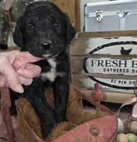 Sage , a male Goldendoodle for sale in Liberty Center, OH – 2 of 6