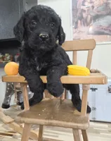 Chive, a male Goldendoodle for sale in Liberty Center, OH – 3 of 4