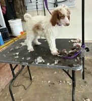 Butterscotch , a male Poodle - Multi-Colored Standard for sale in Liberty Center, OH – 2 of 4