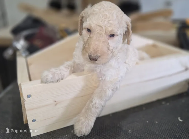 Roran  – Poodle - Multi-Colored Standard puppy for sale in Liberty Center, OH