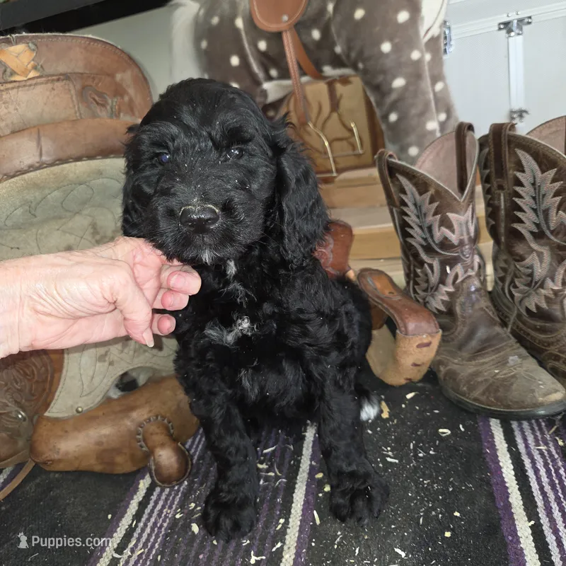 Thyme  – Goldendoodle puppy for sale in Liberty Center, OH