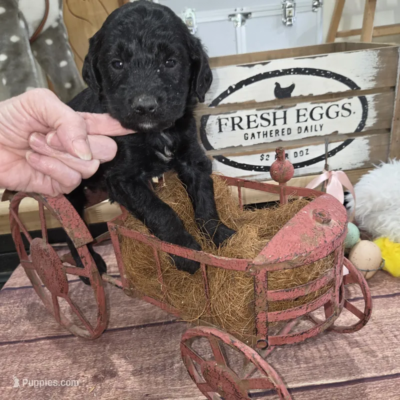 Thyme  – Goldendoodle puppy for sale in Liberty Center, OH